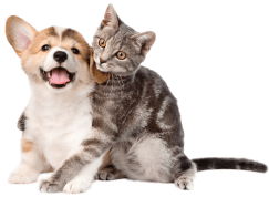 Питомникам